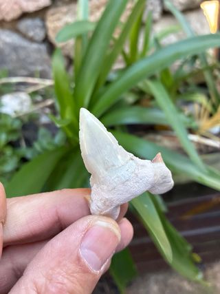 Diente Fósil Tiburón Otodus