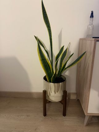 Planta Sanseveria con Maceta