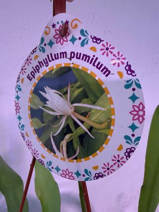 Epiphyllum pumilum planta colgante