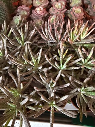 Kalanchoe tubiflora planta suculenta