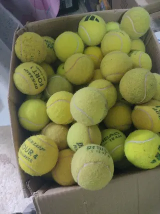 Pelotas de pádel mascotas