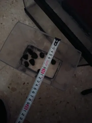 2 Acuarios de cristal y otro de plástico