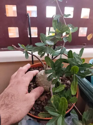 Planta con caudex de varios años