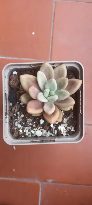 Echeveria Pink Donna