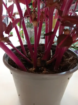 Iresine Herbstii Planta