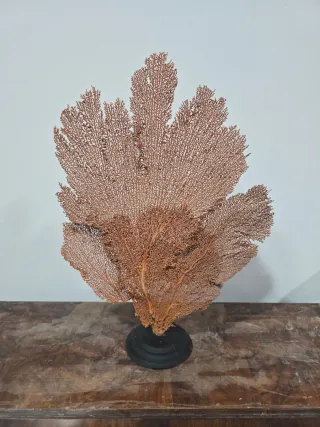 Abanico de mar Gorgonia decorativo