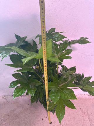 Fatsia Japonica Planta