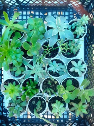 Lote 20 Plantas Suculentas Variadas