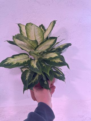 Dieffenbachia Planta Decorativa