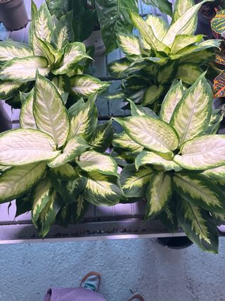 Dieffenbachia Planta Decorativa