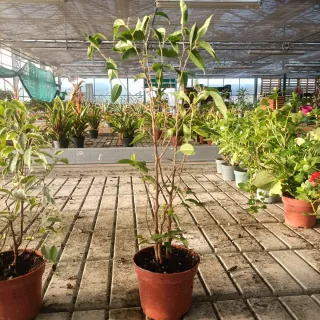 Set 2 Ficus Benjamin h40cm