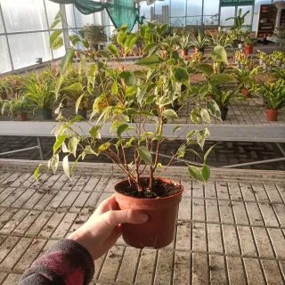 Set 2 Ficus Benjamin h40cm