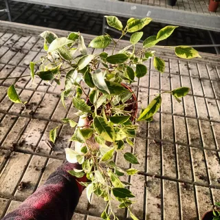 Set 2 Ficus Benjamin h40cm