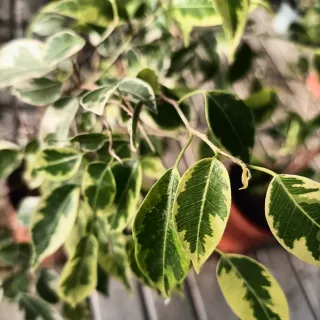 Set 2 Ficus Benjamin h40cm