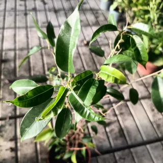 Set 2 Ficus Benjamin h40cm