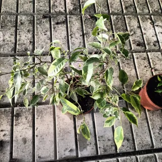 Set 2 Ficus Benjamin h40cm