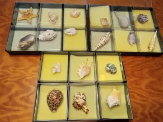Colección de conchas marinas
