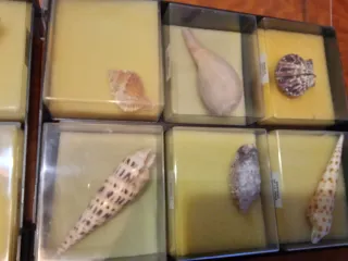 Colección de conchas marinas