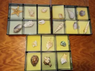 Colección de conchas marinas