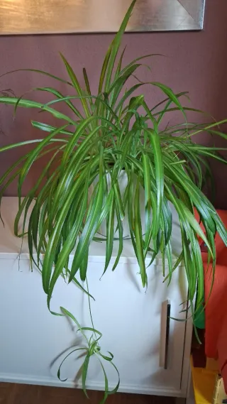 Planta de interior grande. Cambio