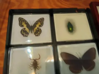 Caja y cuadro de mariposas y escorpión