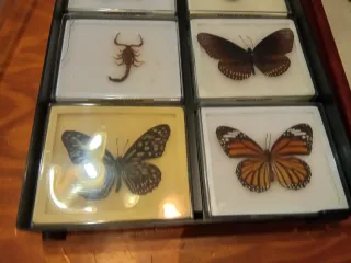Caja y cuadro de mariposas y escorpión