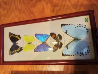 Caja y cuadro de mariposas y escorpión