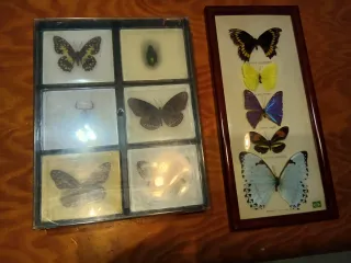 Caja y cuadro de mariposas y escorpión