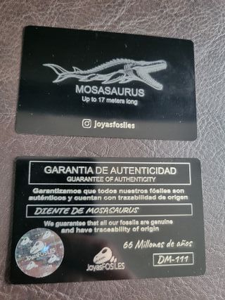 Fósil Auténtico dinosaurio Mosasaurus