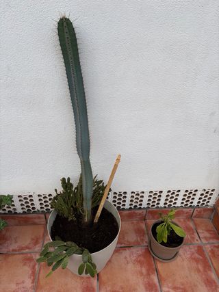 PLANTAS VARIADAS