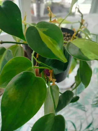 Philodendron Brasil Pianta