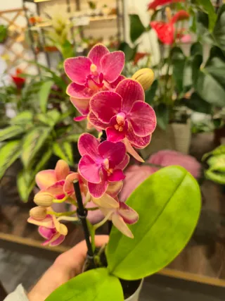 Planta orquidea phalaenopsis mariposa fucsia mini