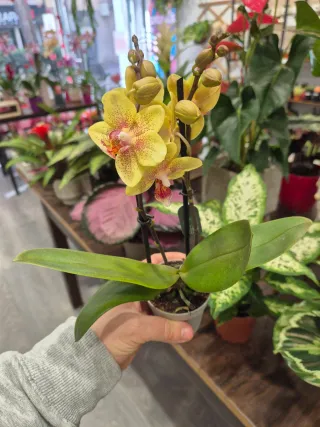 Planta Orquídea phalaenopsis Amarilla