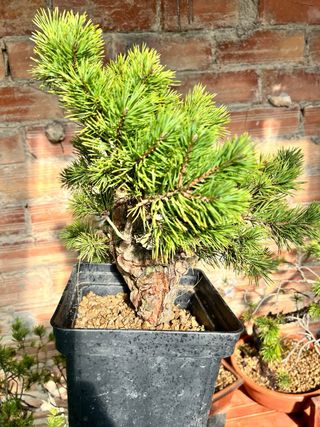 Pre-Bonsai Pino Sylvestris