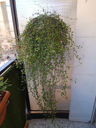 Muehlenbeckia 2 metros