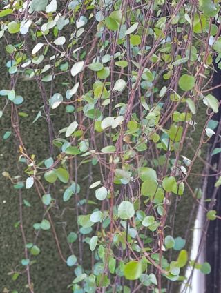 Muehlenbeckia 2 metros