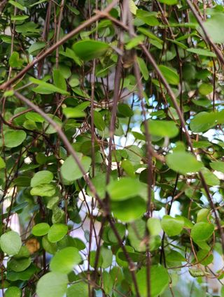 Muehlenbeckia 2 metros