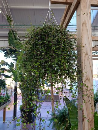 Muehlenbeckia 2 metros