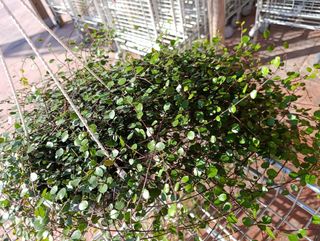 Muehlenbeckia 2 metros