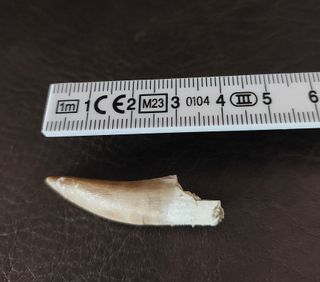 Fósil autentico Plesiosaurus