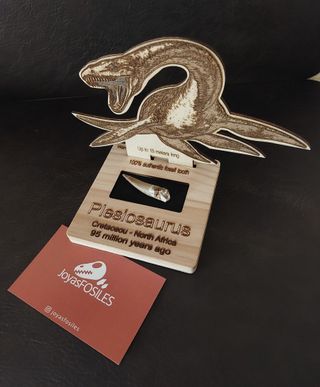 Fósil autentico Plesiosaurus