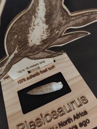 Fósil autentico Plesiosaurus