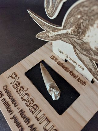 Fósil autentico Plesiosaurus