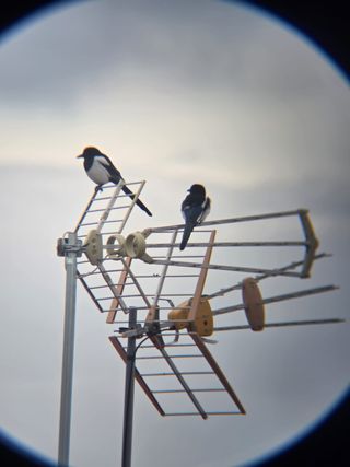 Telescopio 22X-165X con trípode