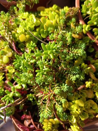 Plantas Sedum Variadas Maceta