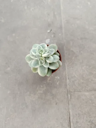 #Sedum Clavatum variegado.