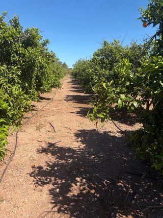 Terreno de naranjos.