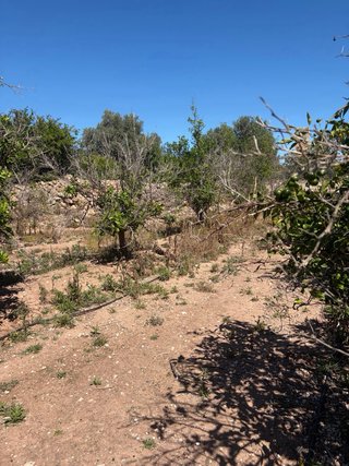 Terreno de naranjos.