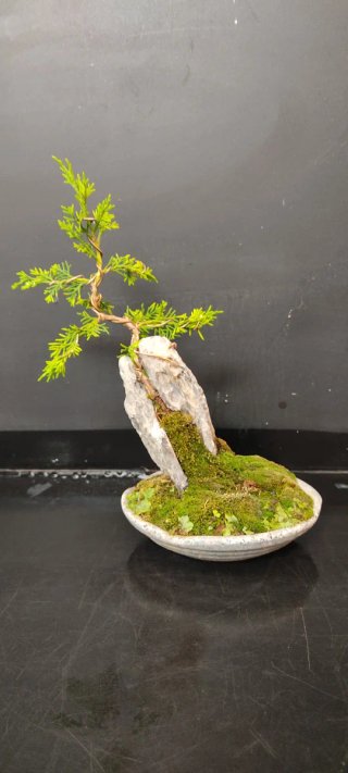 Bonsái Junípero itoigawa
