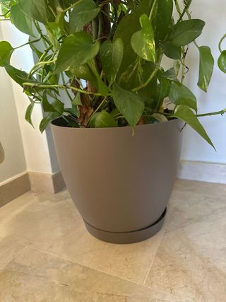 Planta Potos Pothos